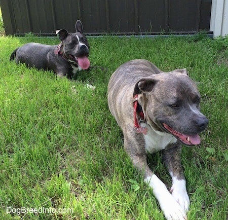 A blue nose American Bully Pit is laying in grass and she is laying behind a blue nose Pit Bull Terrier. There mouths are open and tongues are out.