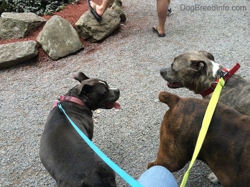 A blue nose American Bully Pit is looking over at a blue nose Pit Bull Terrier. In between them is the backside of a brown brindle Boxer.