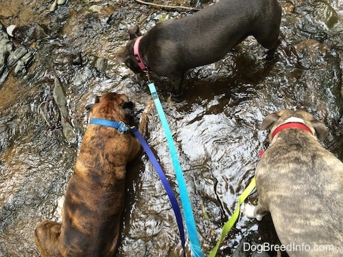 Top down view of Three dogs drinking water out of a stream. A brown brindle Boxer is laying in the water.