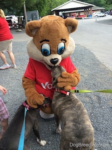 Kozmo the Knoebels Mascot is kneeling in front of a blue nose American Bully Pit and a blue nose Pit Bull Terrier.