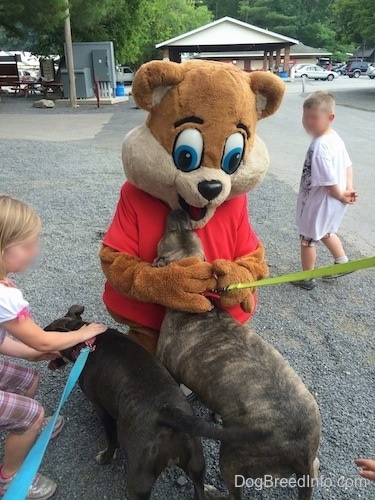 A blue nose American Bully Pit is being pet by a girl in pink pants. A blue nose Pit Bull Terrier is standing in front of Kozmo the Knoebels Mascot. Kozmo is petting the back of the Bully Pit.