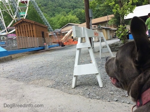 A blue nose American Bully Pit is sitting on a walkway and she is looking up.