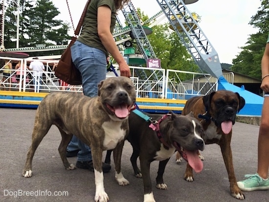 A blue nose American Bully Pit, a brown brindle Boxer and a blue nose Pit Bull Terrier are standing on a concrete surface. All of the dogs are panting.