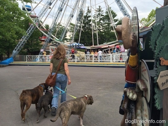 A lady in a green shirt is leading A blue nose American Bully Pit, a brown brindle Boxer and a blue nose Pit Bull Terrier towards a ferris wheel.