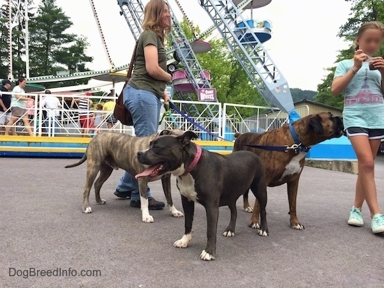 A blue nose American Bully Pit is looking to the left and behind her, a blue nose Pit Bull Terier and a brown brindle Boxer are looking over at a child eating a snack.