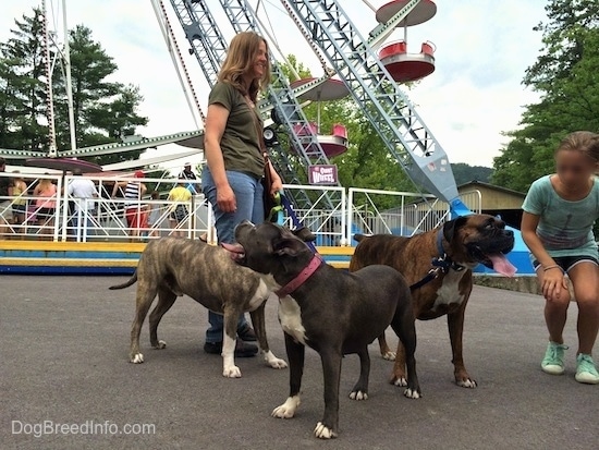A blue nose American Bully Pit is looking up and back at a Ferris Wheel behind them. A blue nose Pit Bull Terrier and a brown brindle Boxer are looking over at a kneeling child.