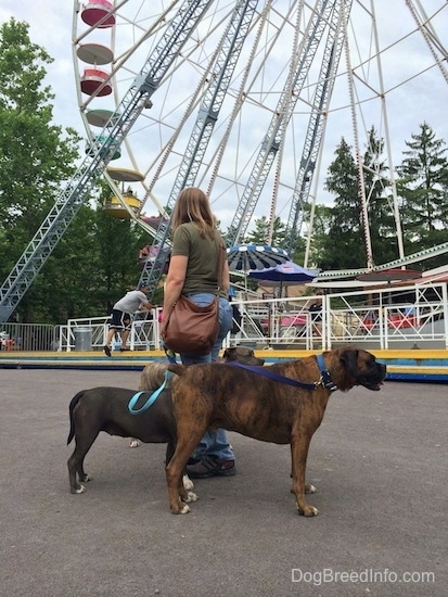 A blue nose American Bully Pit, a blue nose Pit Bull Terrier and a brown brindle Boxer are standing on concrete and looking to the right. A lady in a green shirt is looking over at the ferris wheel.