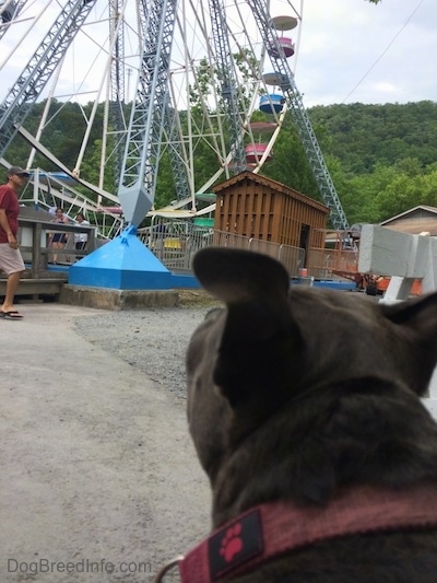 The back of a blue nose American Bully Pits head who is looking at a ferris wheel.