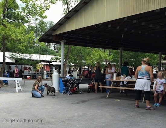 A lady is kneeling in front of a blue nose American Bully Pit. There are a lot of people under a pavilion to the right of them.