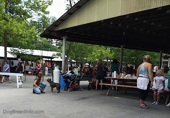 A blue nose American Bully Pit is standing next to a lady taking a knee. Behind them is a pavilion full of people.
