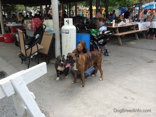 A blue nose American Bully Pit is sitting on a concrete surface and next to her is a brown brindle Boxer. In between them is a lay sitting down. In the background there are a lot of people under a pavilion.
