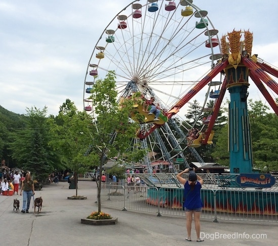 A lady in a green shirt is leading a blue nose American Bully Pit and a brown brindle Boxer across the park. There is a lady in a blue shirt taking a picture of a person swinging on an amusement park ride.