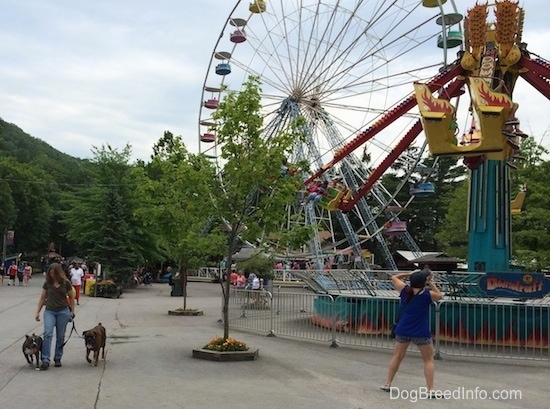 A blue nose American Bully Pit and a brown brindle Boxer are being led across a park by a lady in a green shirt. A lady in a blue shirt is taking a picture of a child on a swing.