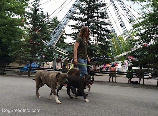 A blue nose American Bully Pit, a brown brindle Boxer and a blue nose Pit Bull Terrier are being walked in front of a ferris wheel.