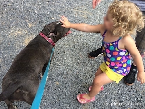 A blonde haired child is reaching out to pet the side of a blue nose American Bully Pit.