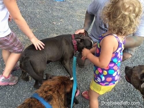 A blue nose American Bully Pit is being surrounded by people petting her.