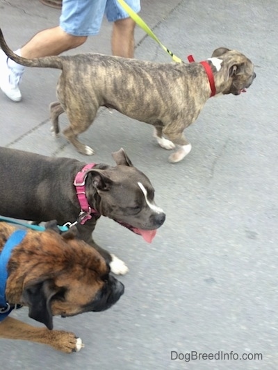 A blue nose Pit Bull Terrier, a blue nose American Bully Pit and a brown brindle Boxer are walking across a concrete surface next to a person who is walking with them.