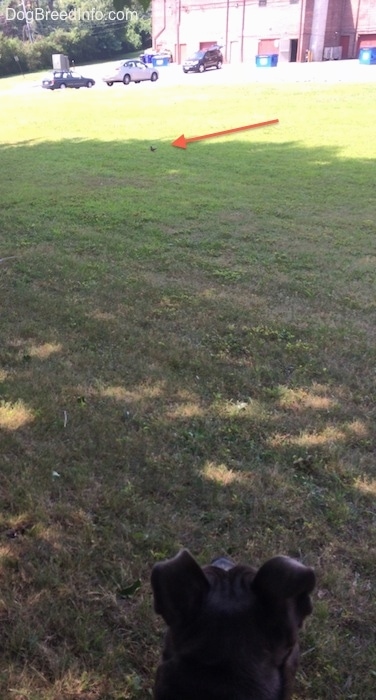 The back of the head of a blue nose American Bully Pit is looking at a bird across a field. There is a red arrow pointing at the bird.