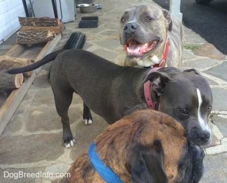 A blue nose American Bully Pit is standing on a stone porch looks like he is smiling. He is looking over top the back of a blue nose American Bully Pit. The American Bully Pit is looking at a brown brindle Boxer.