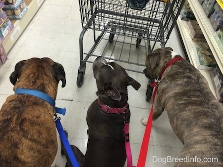 A blue nose Pit Bull Terrier, a blue nose American Bully Pit and a brown brindle Boxer are walking behind a cart through a store.