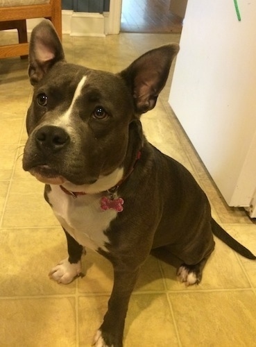 A blue nose American Bully Pit is sitting on a tiled floor and she is looking forward.