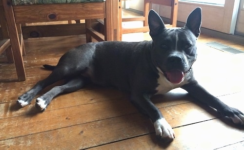 A blue nose American Bully Pit is laying on a hardwood floor and she is looking forward. Her mouth is open and tongue is out and her ears are perked straight up.