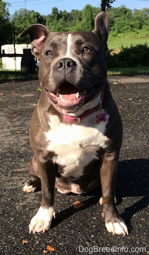 A wide-chested, blue nose American Bully Pit is sitting on a blacktop surface. She looks happy and has her mouth open. There is a white horse trailer and a trampoline in the distance