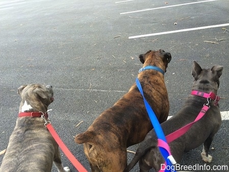 The back of three dogs that are standing on a blacktop surface looking across a parking lot.