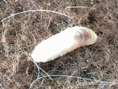 Close up - A Maggot on a fluffy surface.