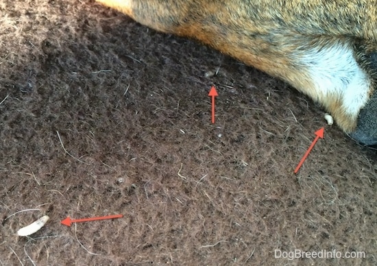 Three Maggots are on a brown dog bed next to a dog. There are three red arrows pointing to the maggots.