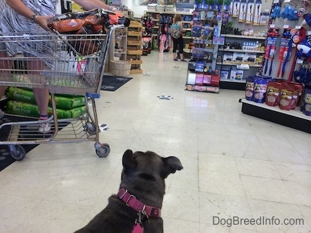 The back of a blue nose American Bully Pit that is standing on a tiled floor in a pet store looking at another dog.