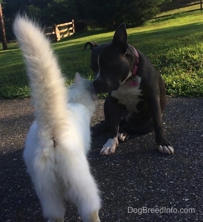 A blue nose American Bully Pit is sitting on a blacktop surface and a white cat is rubbing up against the dog.