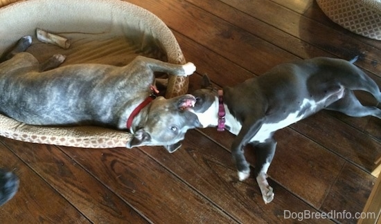 A blue nose Pit Bull Terrier and a blue nose American Bully Pit are laying across a hardwood floor and they are biting each others face.