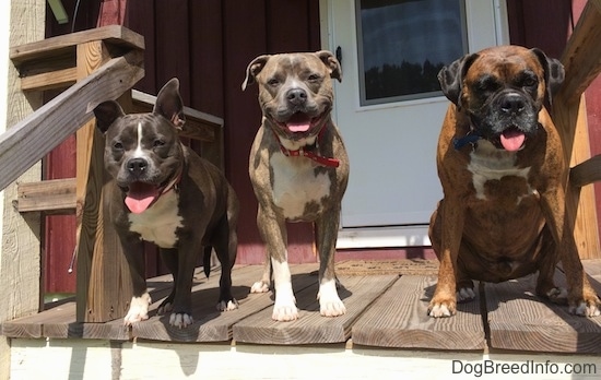 Three happy looking dogs are standing on a wooden porch and they are looking forward. There mouths are open and tongues are out.