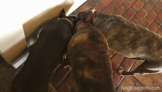 Top down view of three dogs drinking water out of a water bowl on a brick floor.