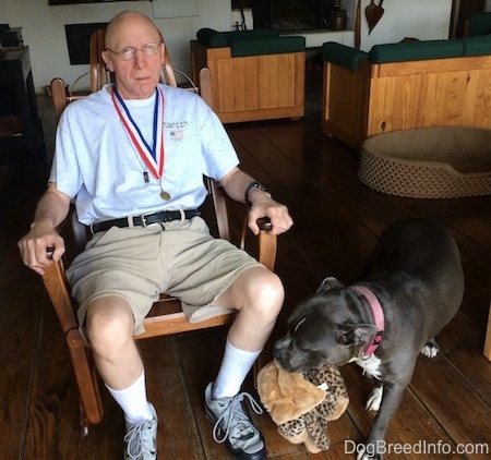 A blue nose American Bully Pit is walking across a hardwood floor with a toy in her mouth to a man sitting in a rocking chair.