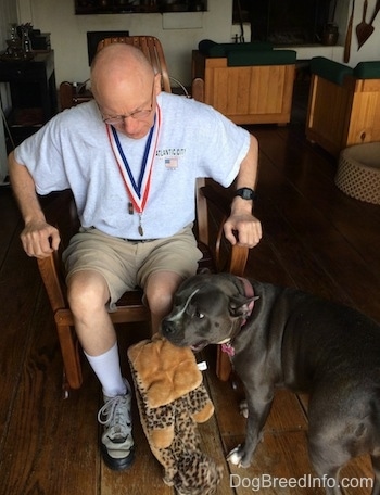 A blue nose American Bully Pit is standing next to a man in a rocking chair. The man is looking down at the dog.