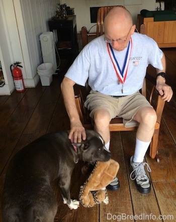 A man sitting in a rocking chair is petting the back of a blue nose American Bully Pit. The Bully Pit has a toy in her mouth.