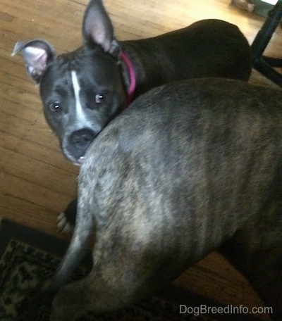 A blue nose American Bully Pit is sniffing the backside of a blue nose Pit Bull Terrier.