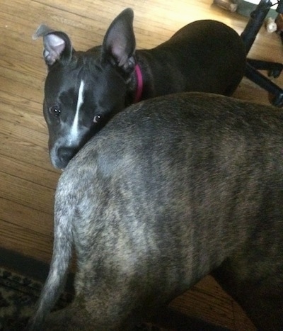 A blue nose American Bully Pit is looking at the backside of a blue nose Pit Bull Terrier.