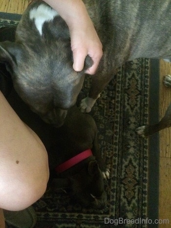 Close up - A blue nose Pit Bull Terrier is sniffing the back of a blue nose American Bully Pit that is laying down on a rug. There is a person touching the ear of a Pit Bull Terrier.