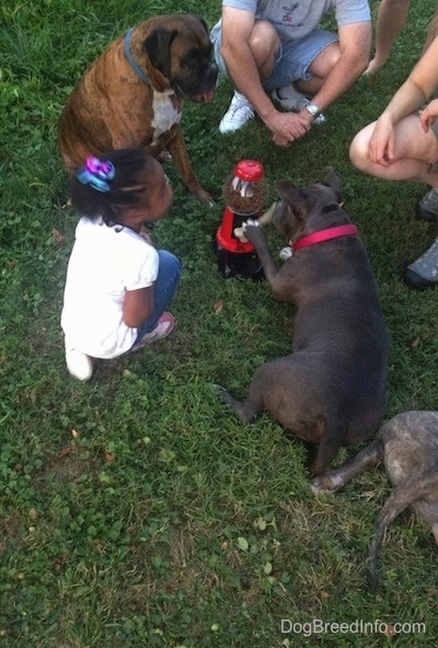 A blue nose American Bully Pit is laying on grass and she is hitting the lever to a Yuppy-Puppy Treat Machine. There is a little girl in a white shirt sitting next to a brown brindle Boxer.