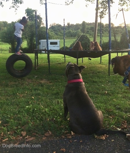 The back of a blue nose American Bully Pit is sitting in grass and she is sniffing the air and looking a small child holding onto a tire swing. There are four girls sitting on a trampoline