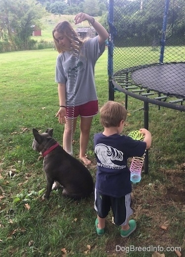 A girl holding a slinky is standing behind a blue nose American Bully Pit that is sitting. There is a boy with a rainbow slinky in his hands.