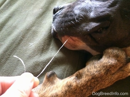 Close up - The side of a blue nose American Bully Pit is laying on a green pillow and a person is pulling a piece of fabric out of her mouth.