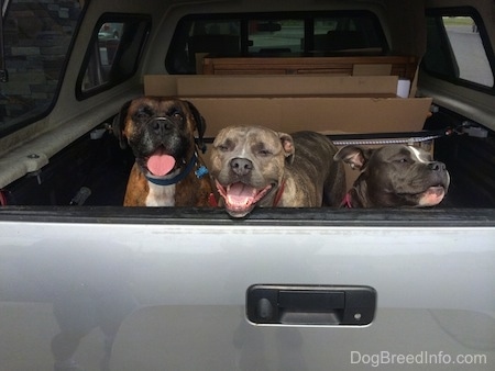 Three dogs looking out the back of a truck that has a cap on the bed.