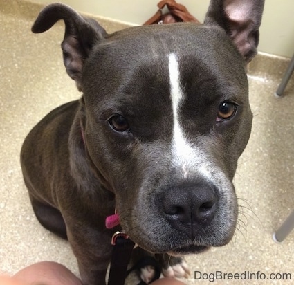 Close up - A blue nose American Bully Pit is sitting in front of a person and looking up.