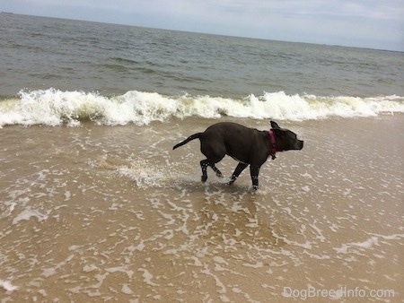 A blue nose American Bully Pit is running out of the water as a wave crashes behind her.