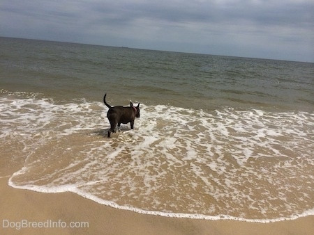 A blue nose American Bully Pit is running out into a body of water.