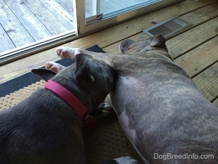 A blue nose Pit Bull Terrier is laying on his right side in front of an open sliding door with a blue nose American Bully Pit licking him.